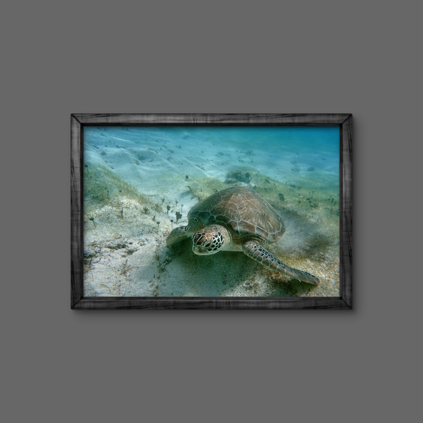 TORTUE 1