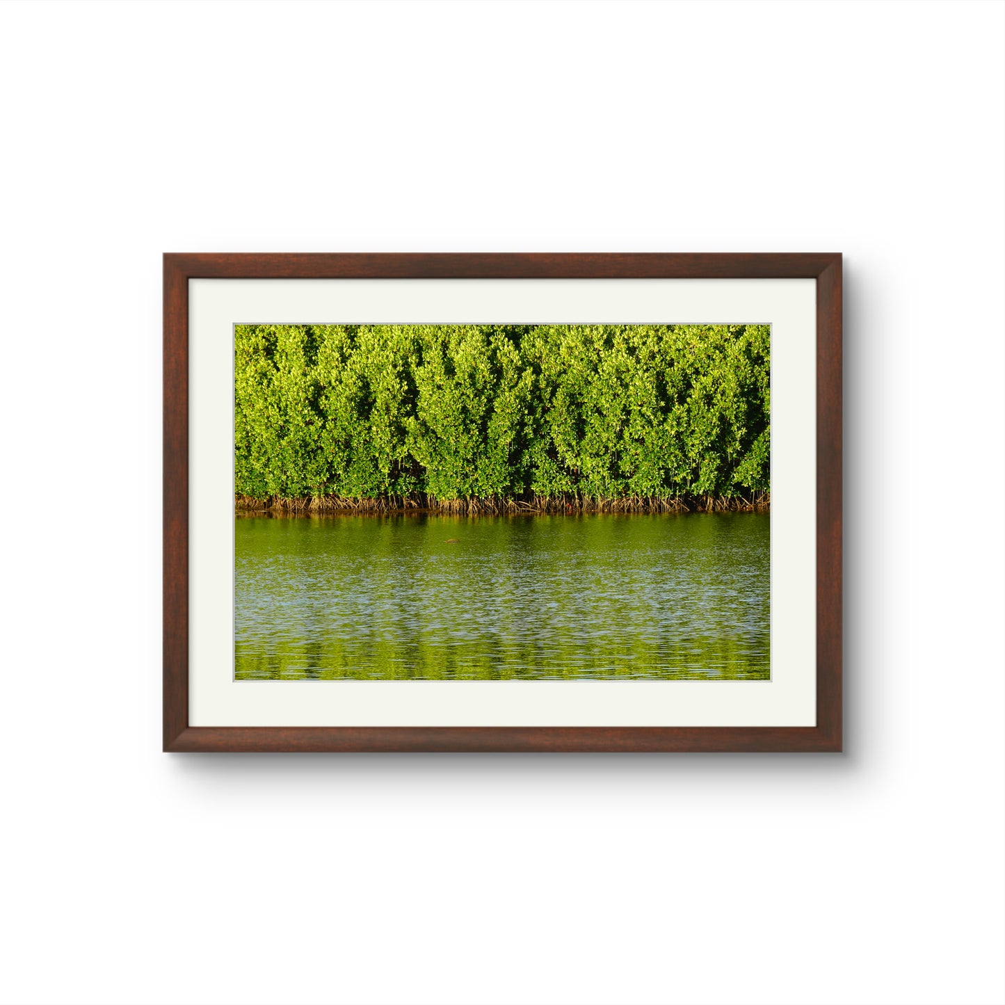 MANGROVE