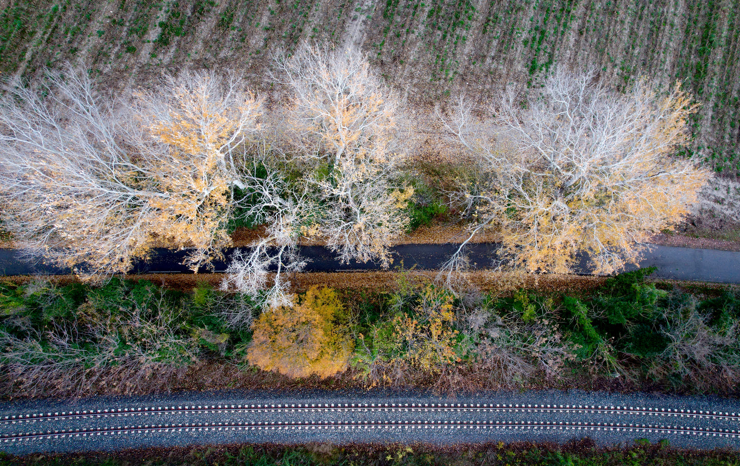 RAILS DE CELONY