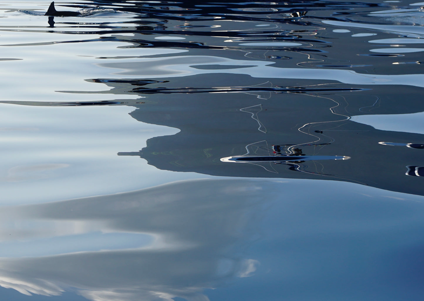 REFLET DE DAUPHINS 1 flash