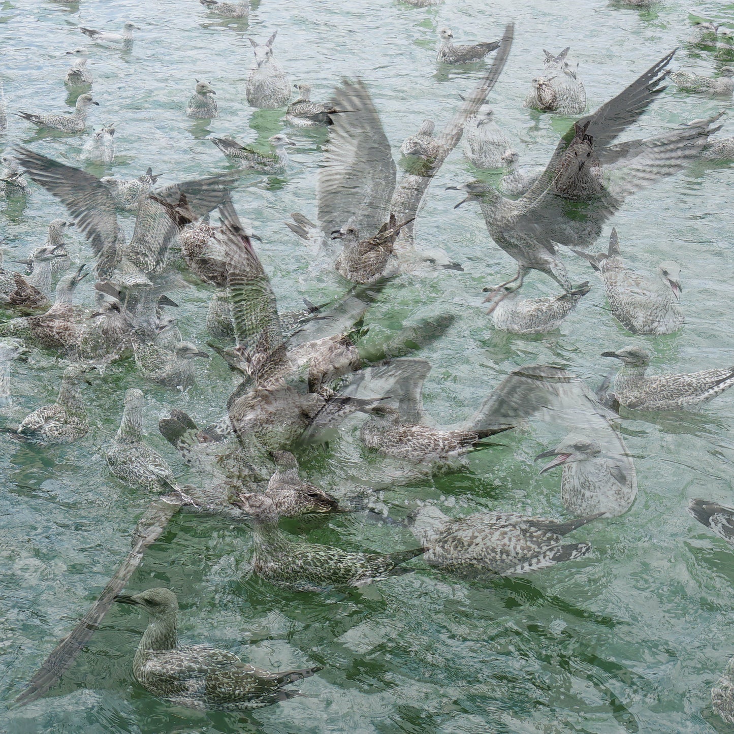 MOUETTES 2