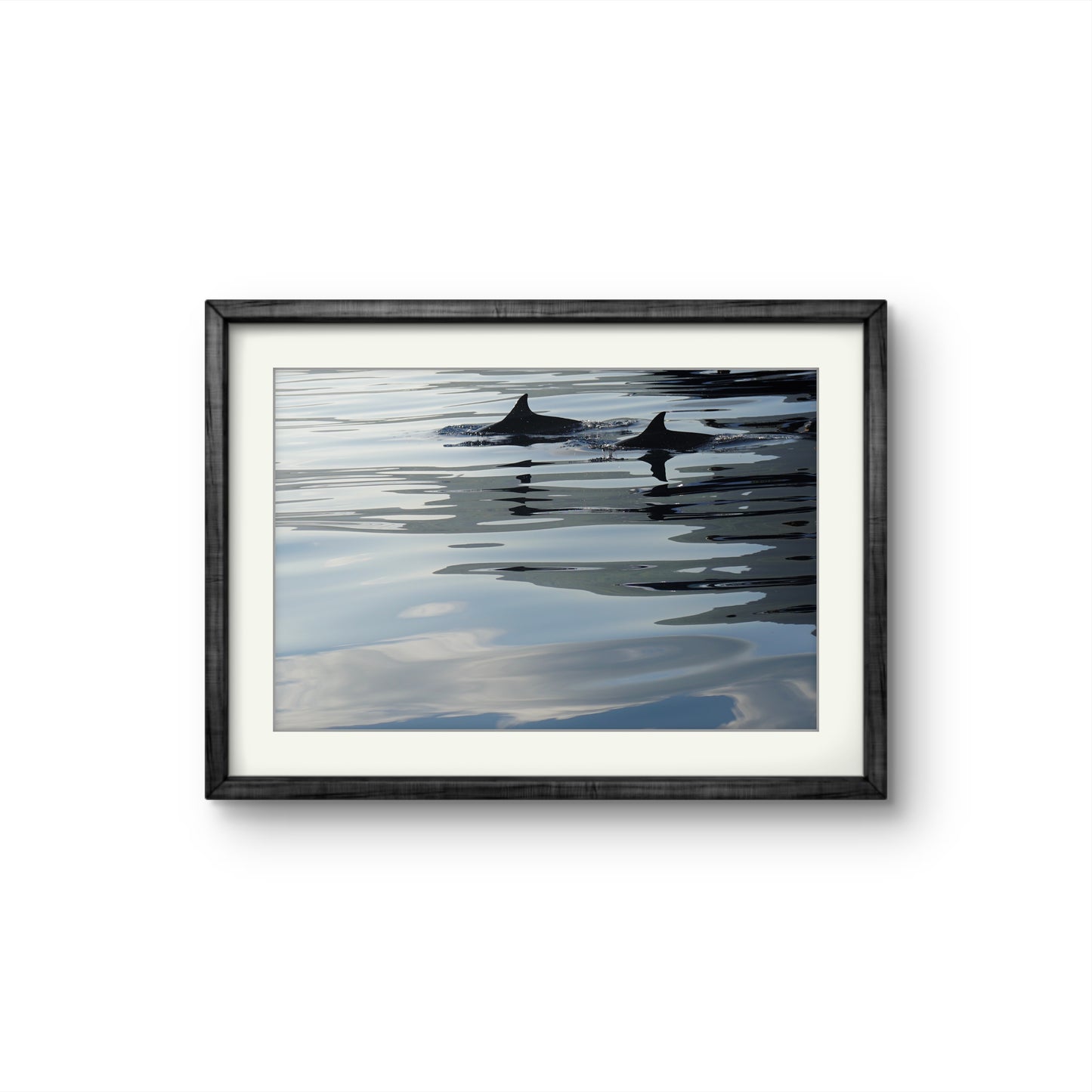 DAUPHINS