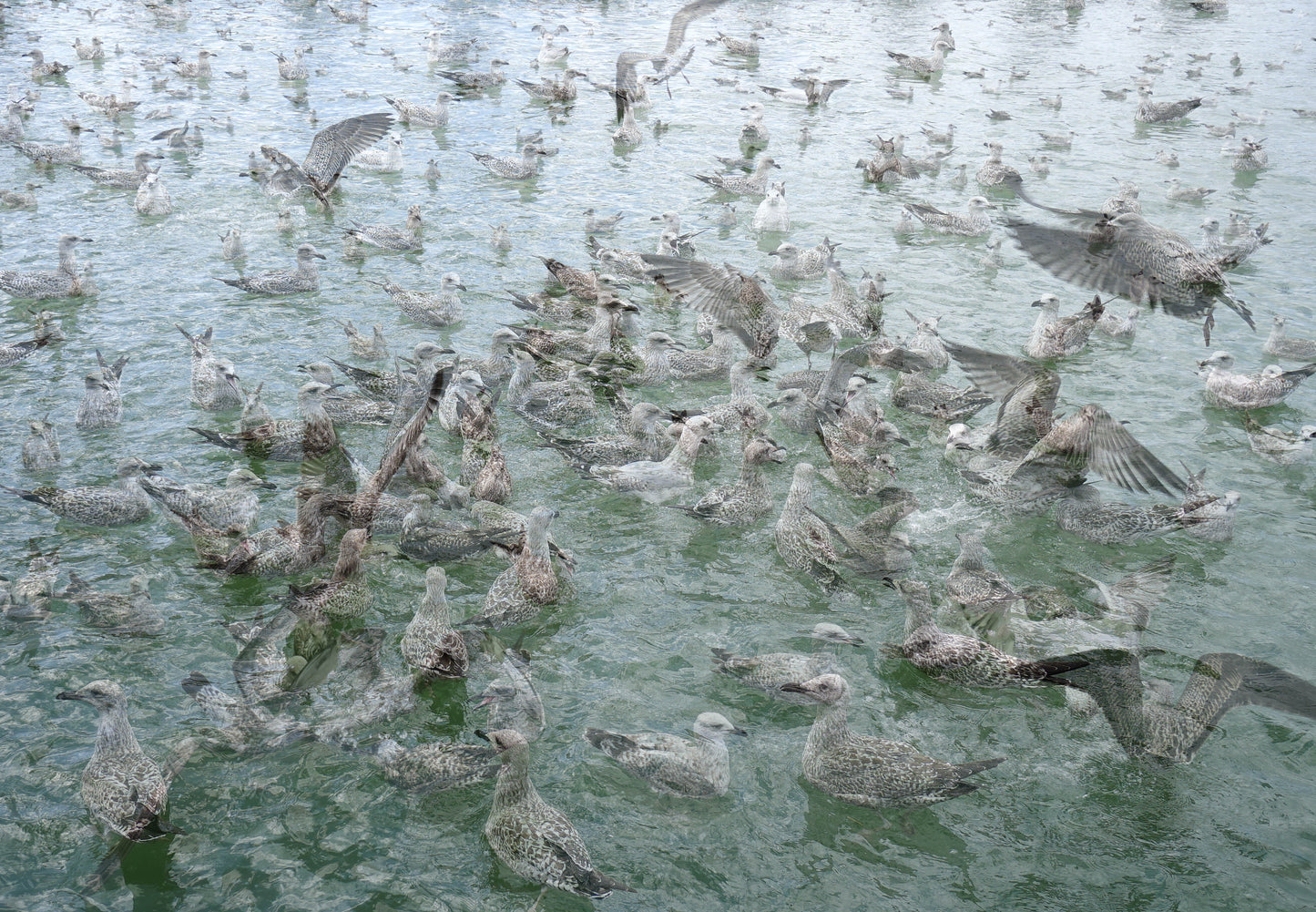 MOUETTES 1