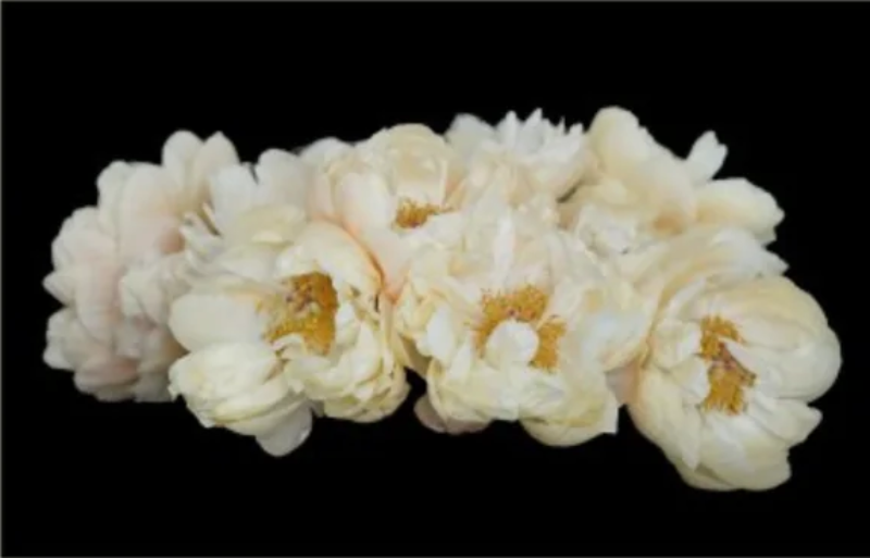 PIVOINES 1