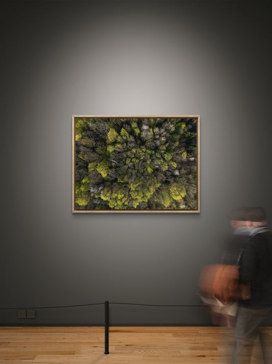 FORÊT 1