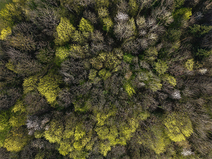 FORÊT 1