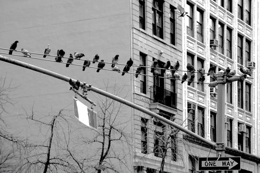 PIGEONS NEW-YORKAIS