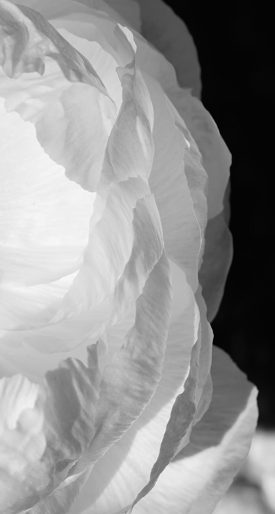 PÉTALES DE PIVOINES 2